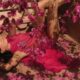 Freida Pinto nel Calendario Pirelli 2027 (© Pirelli)